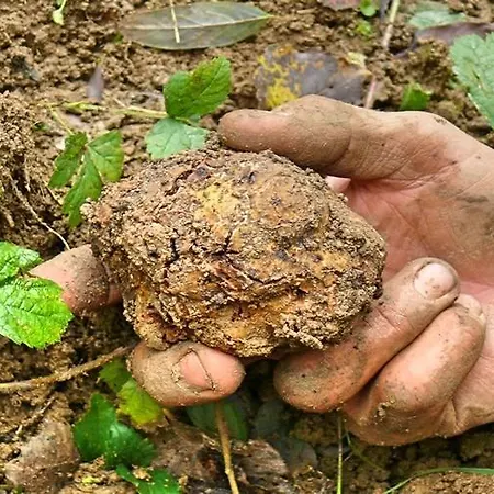 Profumi... 乡村民宿